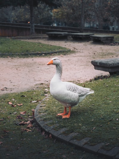 goose image