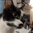 the eponymous blep