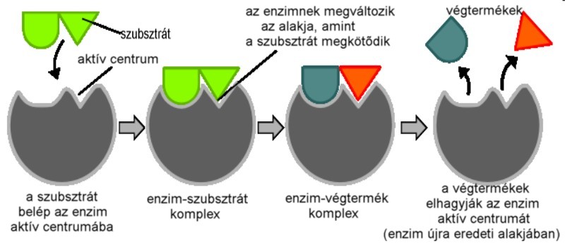 szubsztát enzimek kötődése