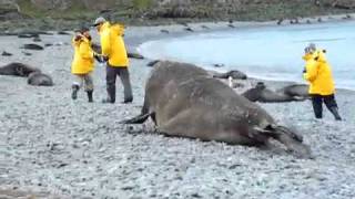 Getting chased by a 3 Ton Elephant Seal MONSTER near Antarctica!!!!!