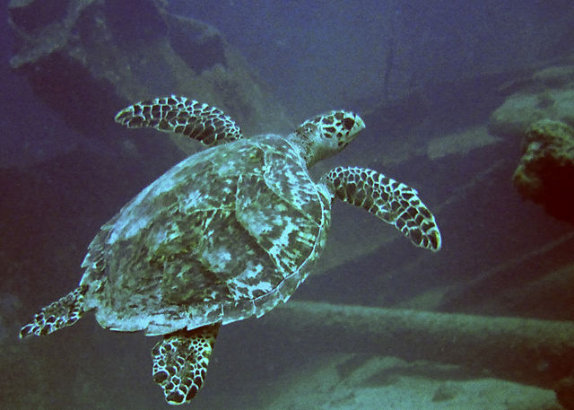 Sea Turtle