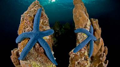 Blue linckia sea stars off New Ireland in Papua New Guinea (© Jurgen Freund/Minden Pictures)