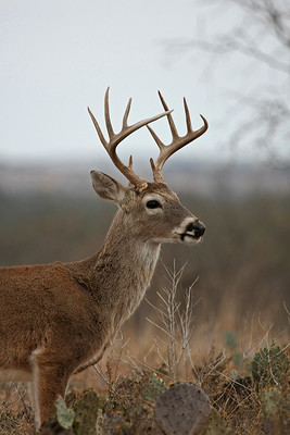 Whitetail Deer - Brady, TX Area