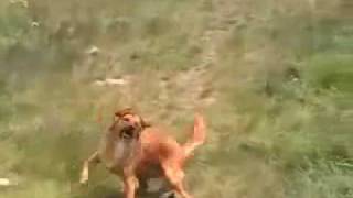 Собака танцевака 2