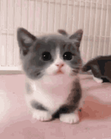 cute-cat