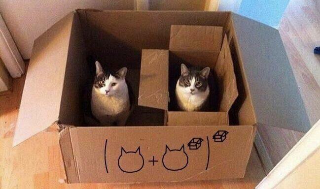 Cat in a box with a cat in a box