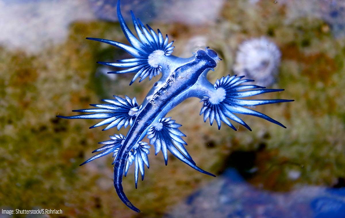 https://oceana.org/marine-life/blue-glaucus/