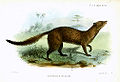 Mongoose