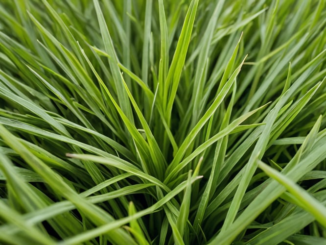Zoysia-Grass-Seed-1