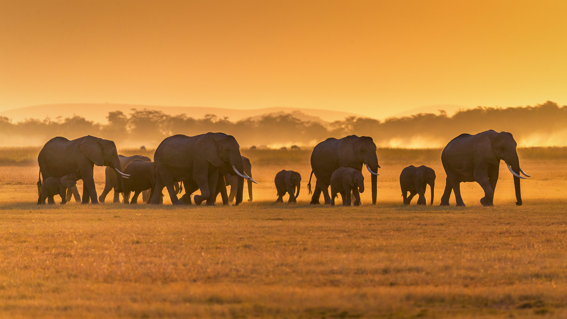 African elephants, Amboseli National Park, Kenya (© Ruzdi Ekenheim/Getty Images)