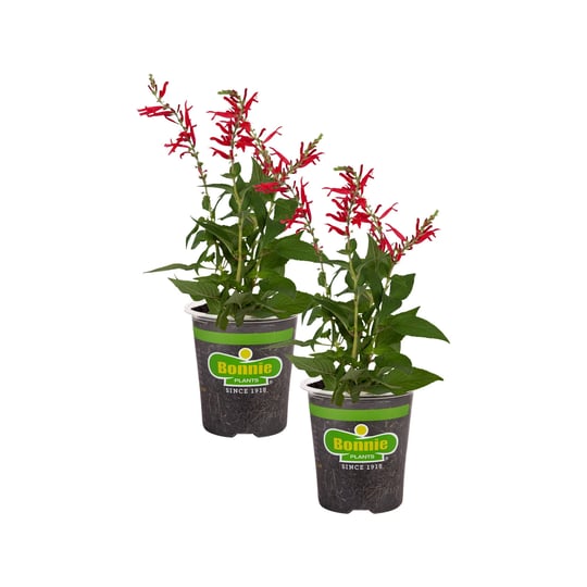 bonnie-plants-19-3-oz-pineapple-sage-2-pack-1
