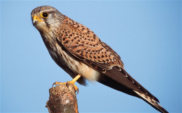 A picture of a Kestrel