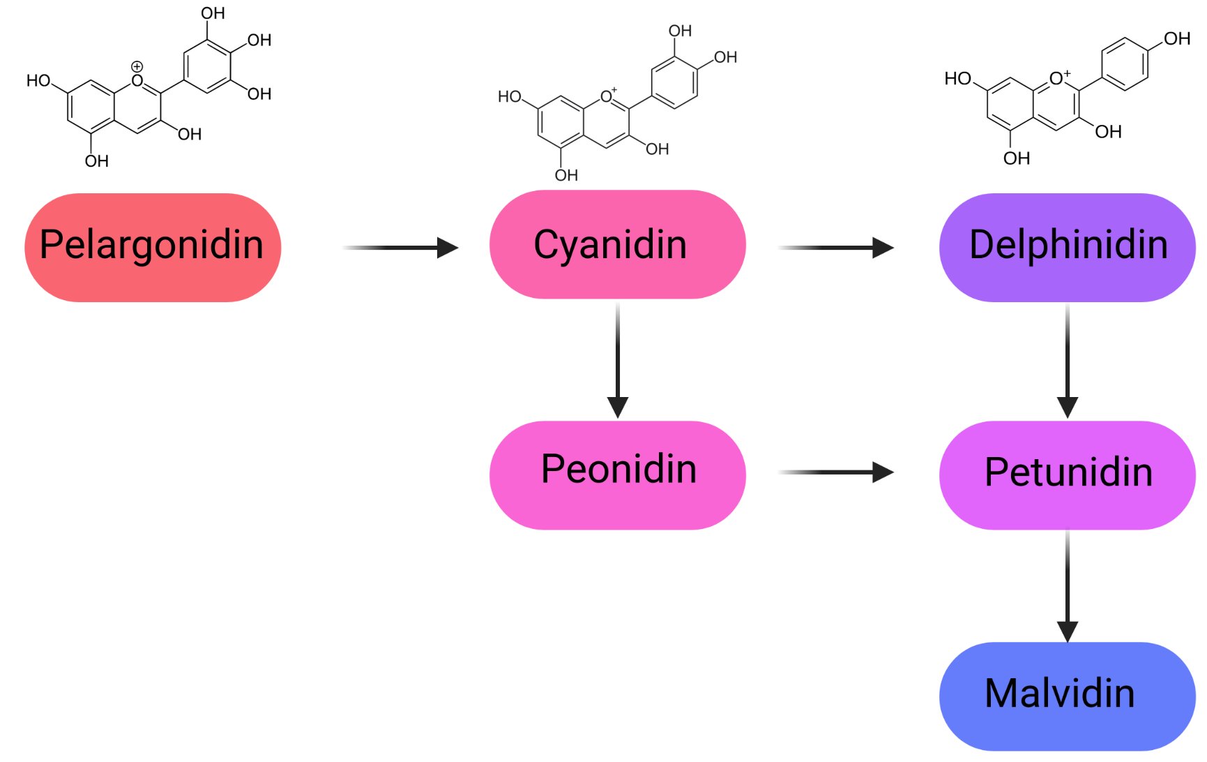 Anthocyanin colors (Tweet #37)