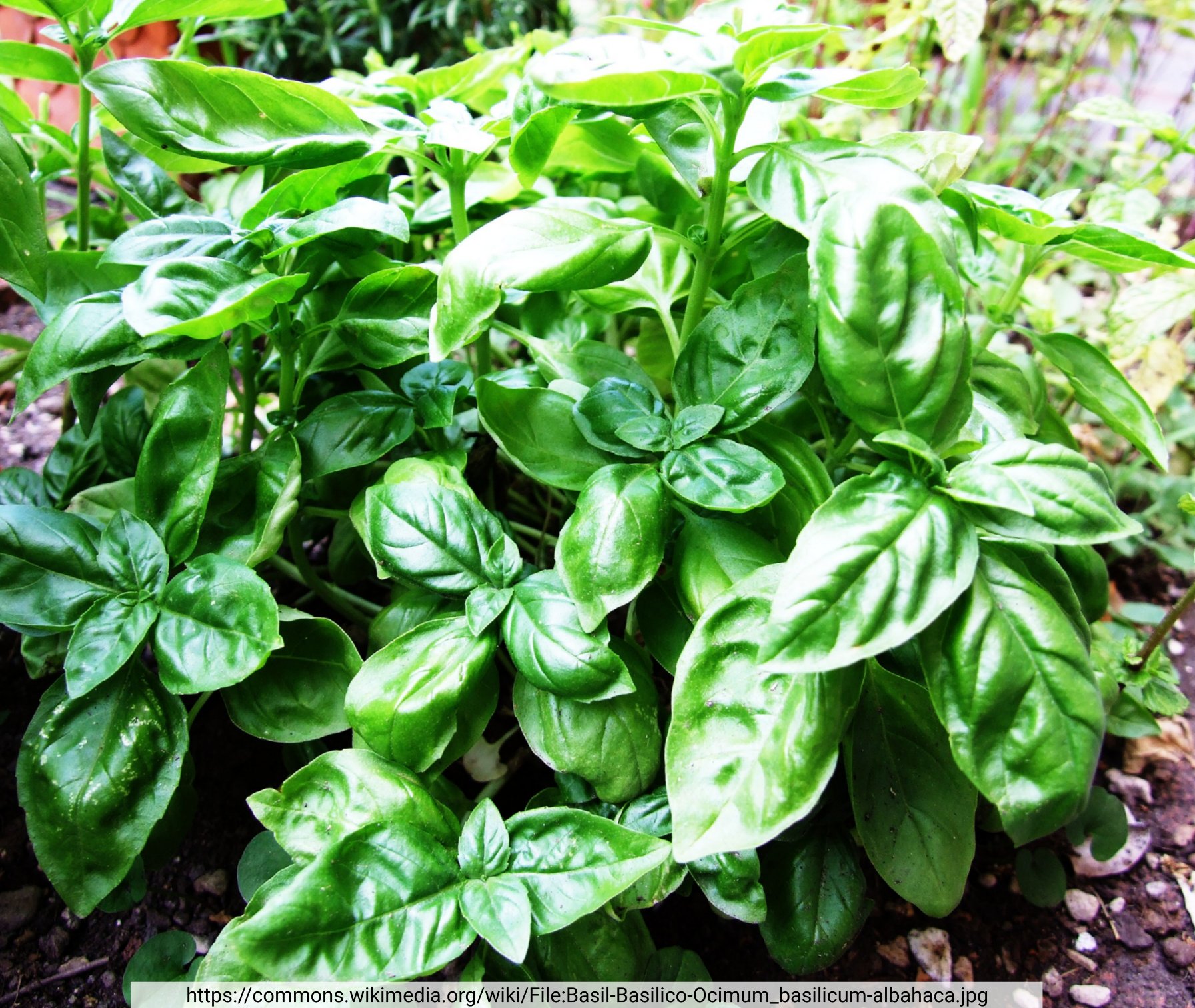 Pigmentation of sweet basil (Tweet #64)