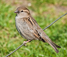 House Sparrow