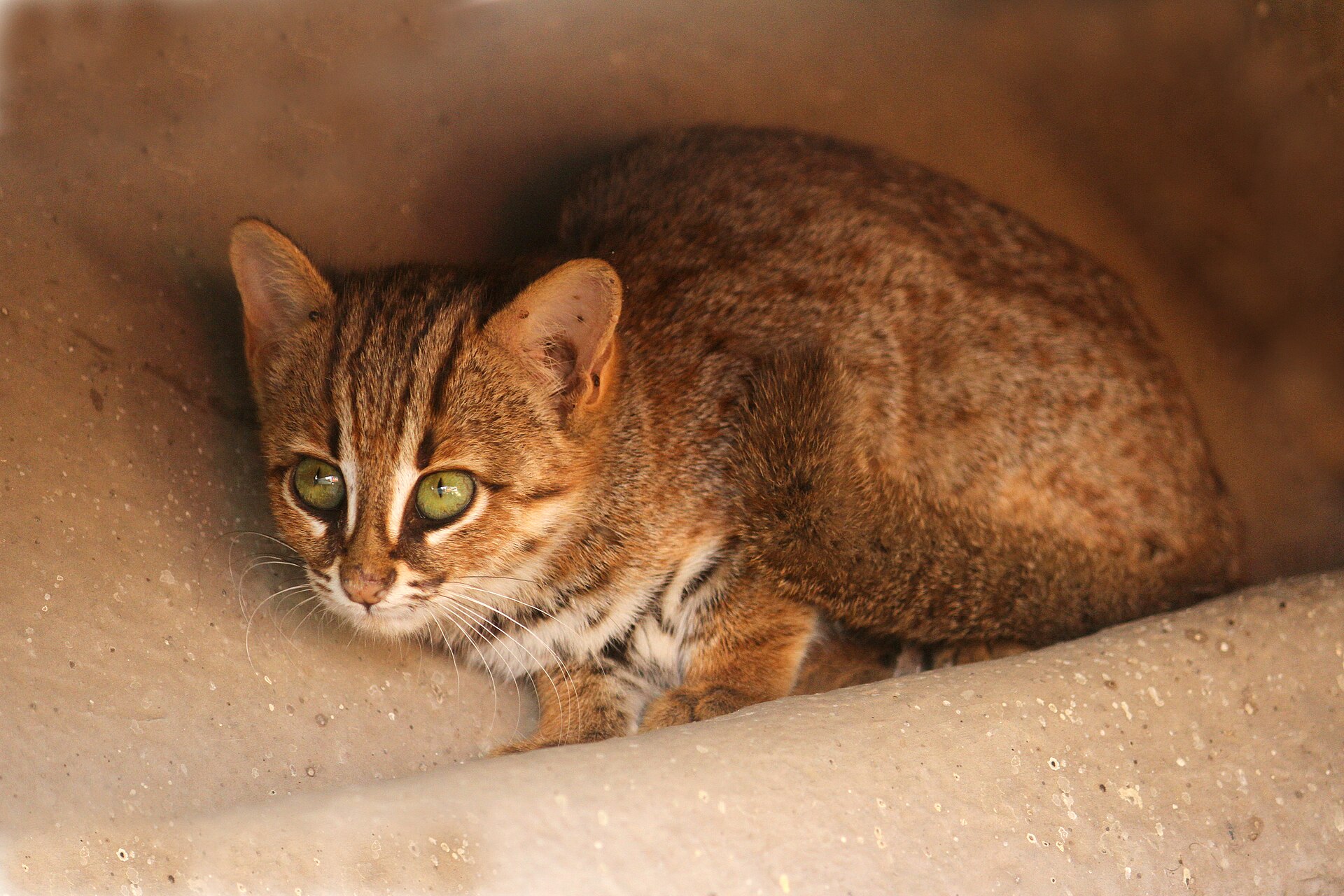 rusty-spotted cat