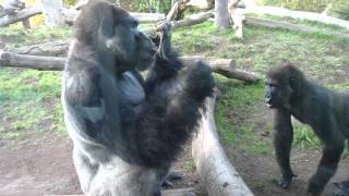 Gorilla pulls poop out his butt, eats it, and shares with son