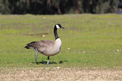 goose image