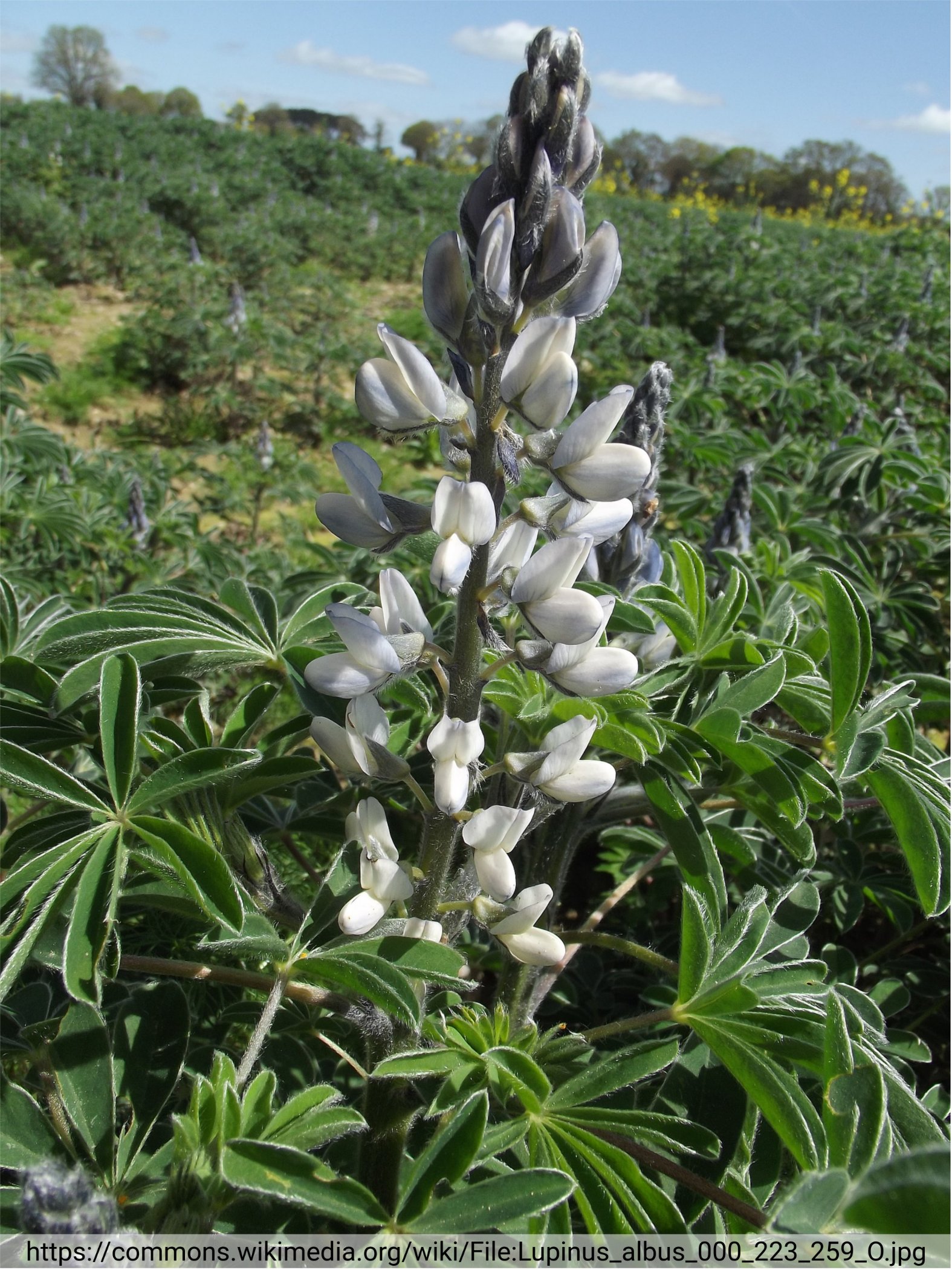 Prenyltransferase in _Lupinus albus_ (Tweet #60)