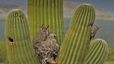 Great horned owls and a gilded flicker on a saguaro cactus in the Sonoran Desert, Arizona (© John Cancalosi/Minden Pictures)