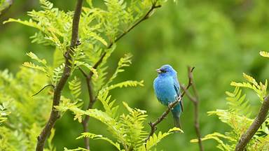 https://cn.bing.com/th?id=OHR.TexasIndigoBunting_ZH-CN3699392300&w=384&h=216