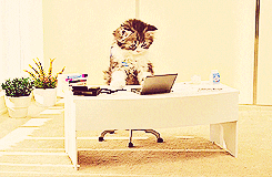 Cat sharing computer screen