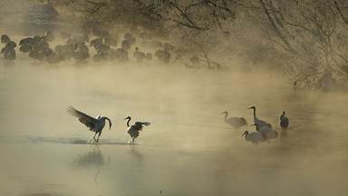 Red-crowned crane bowing to his mate in Hokkaido, Japan (© Steve Bloom Images/Alamy)