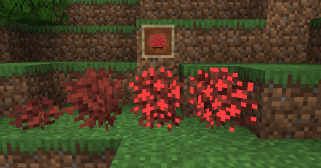 Red Hydrangea Bush