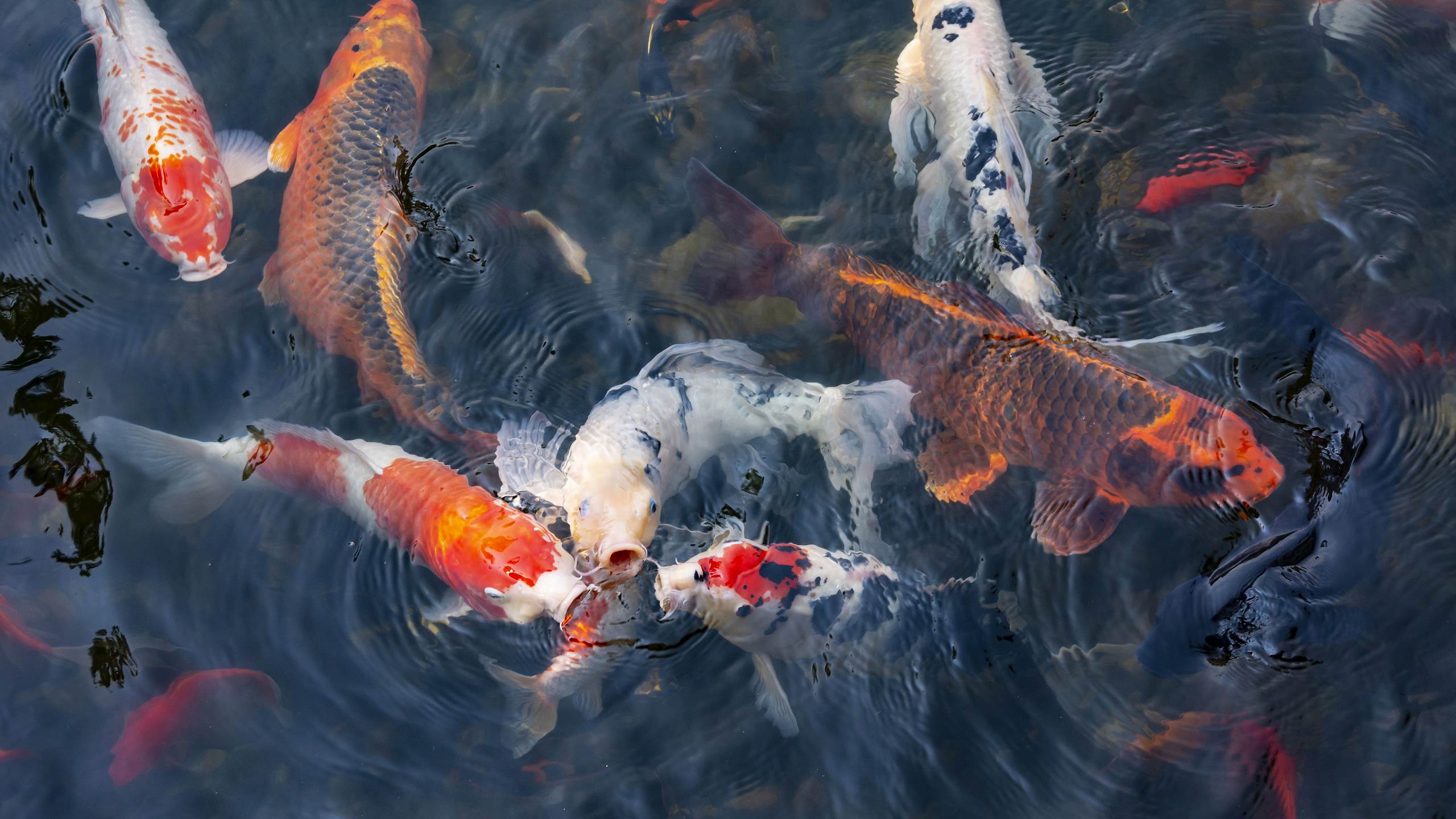 A pond of stories